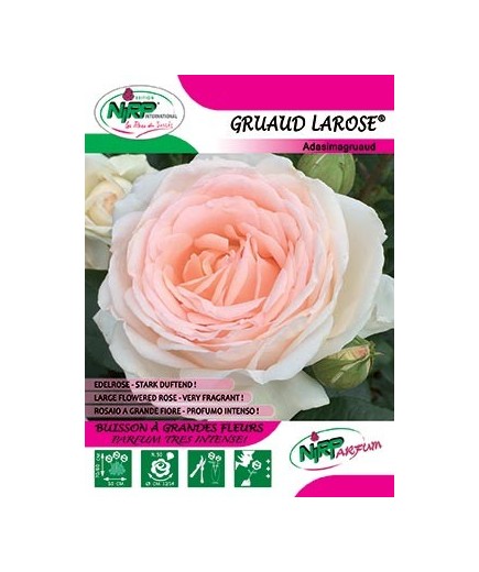 Rosier à grandes fleurs GRUAUD LAROSE ®