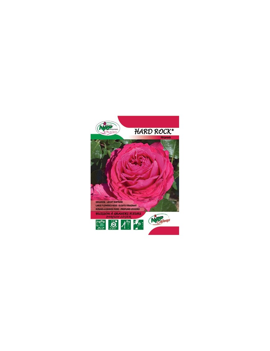 Rosier à grandes fleurs HARD ROCK ® *