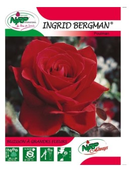 Rosier à grandes fleurs INGRID BERGMAN ®