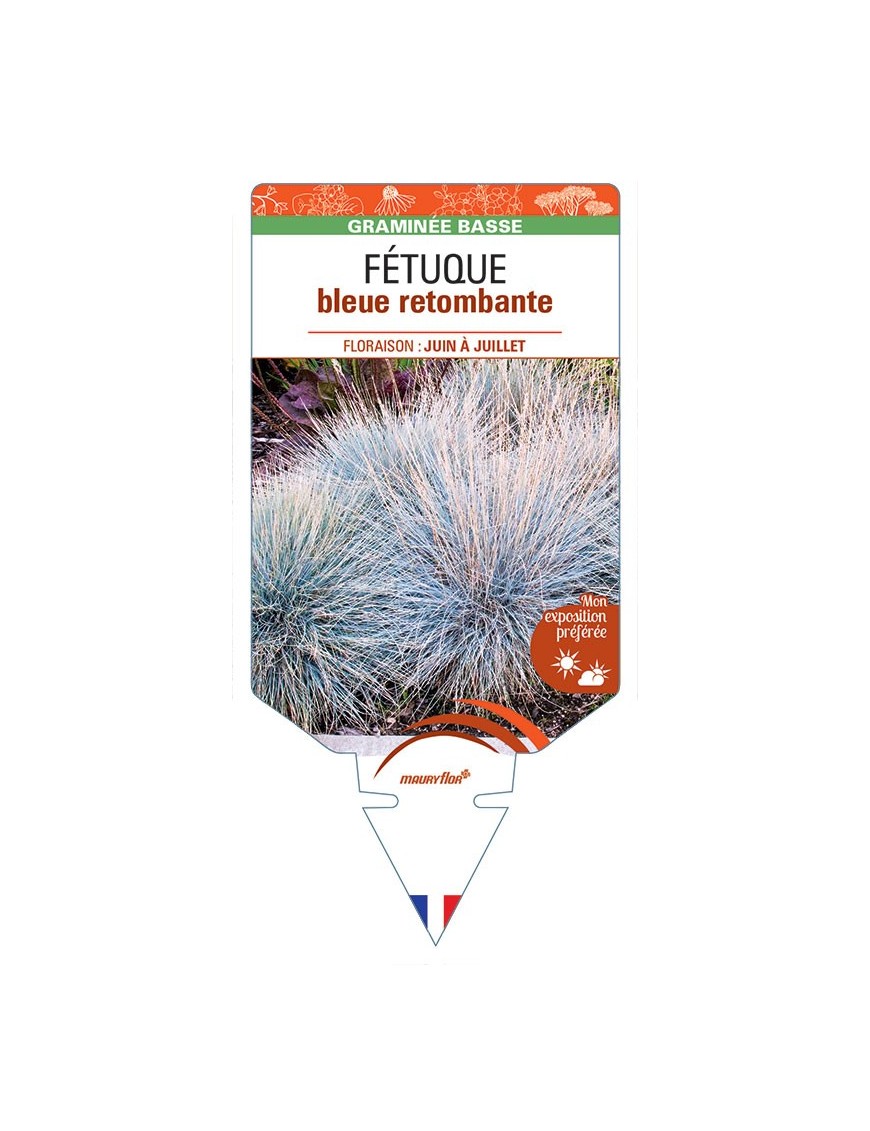 Fétuque (bleu) retombante