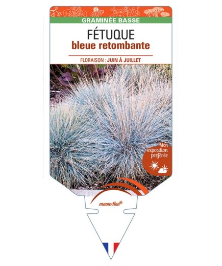 Fétuque (bleu) retombante