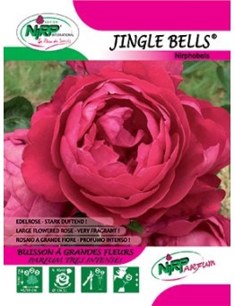 Rosier à grandes fleurs JINGLE BELLS ® (Nirphobels)