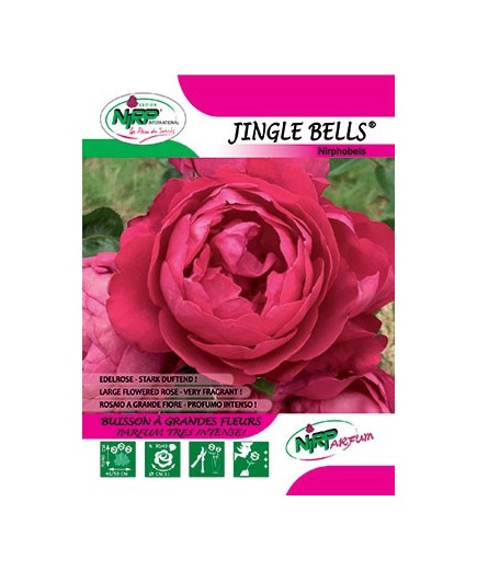 Rosier à grandes fleurs JINGLE BELLS ® (Nirphobels)