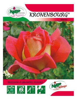 Rosier à grandes fleurs KRONENBOURG ® *