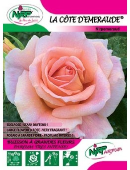 Rosier à grandes fleurs LA COTE D'EMERAUDE ® *