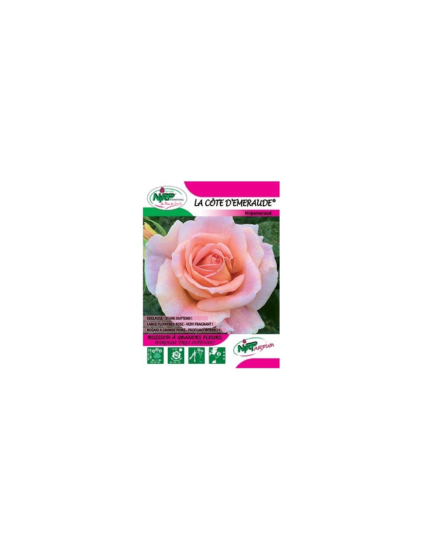 Rosier à grandes fleurs LA COTE D'EMERAUDE ® *