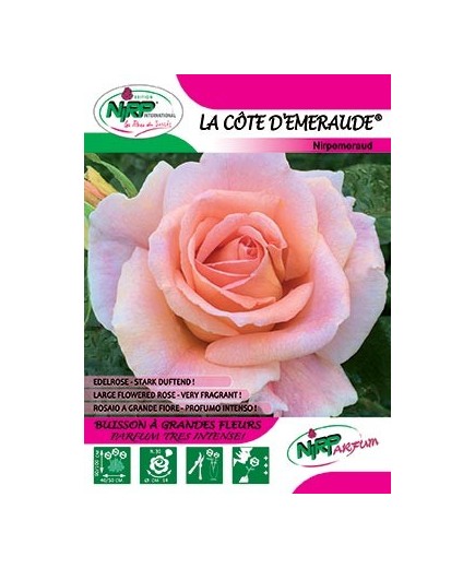 Rosier à grandes fleurs LA COTE D'EMERAUDE ® *