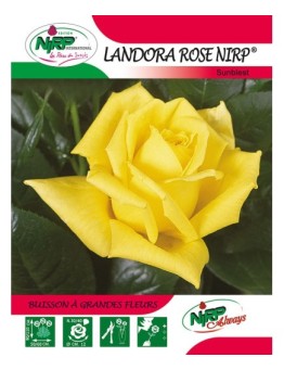 Rosier à grandes fleurs LANDORA ROSE NIRP ®