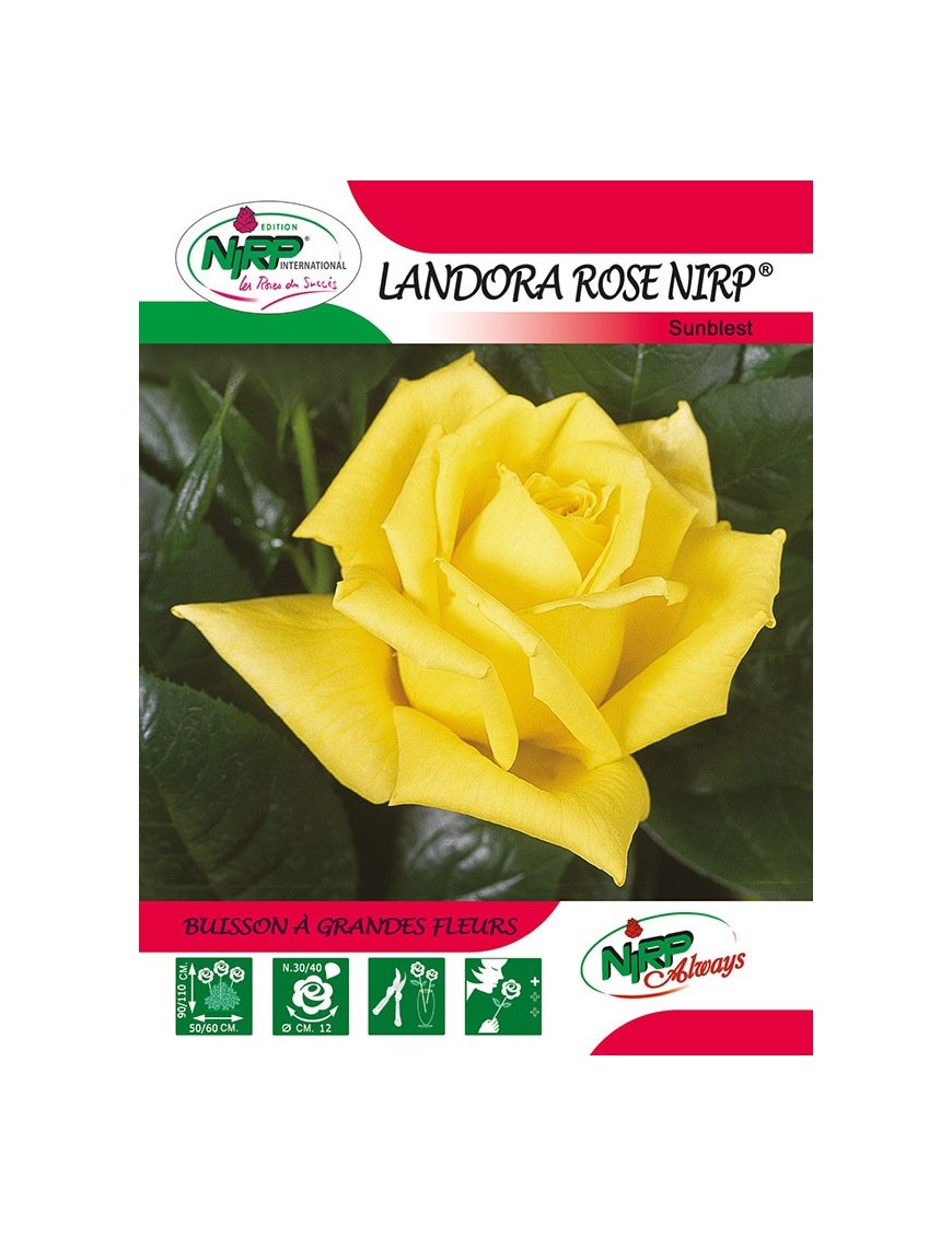 Rosier à grandes fleurs LANDORA ROSE NIRP ®