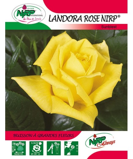 Rosier à grandes fleurs LANDORA ROSE NIRP ®