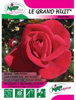 Rosier à grandes fleurs LE GRAND HUIT ®