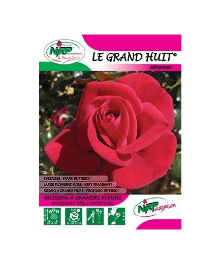 Rosier à grandes fleurs LE GRAND HUIT ®