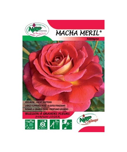Rosier à grandes fleurs MACHA MERIL ® *