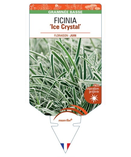 FICINIA (truncata) Ice Crystal