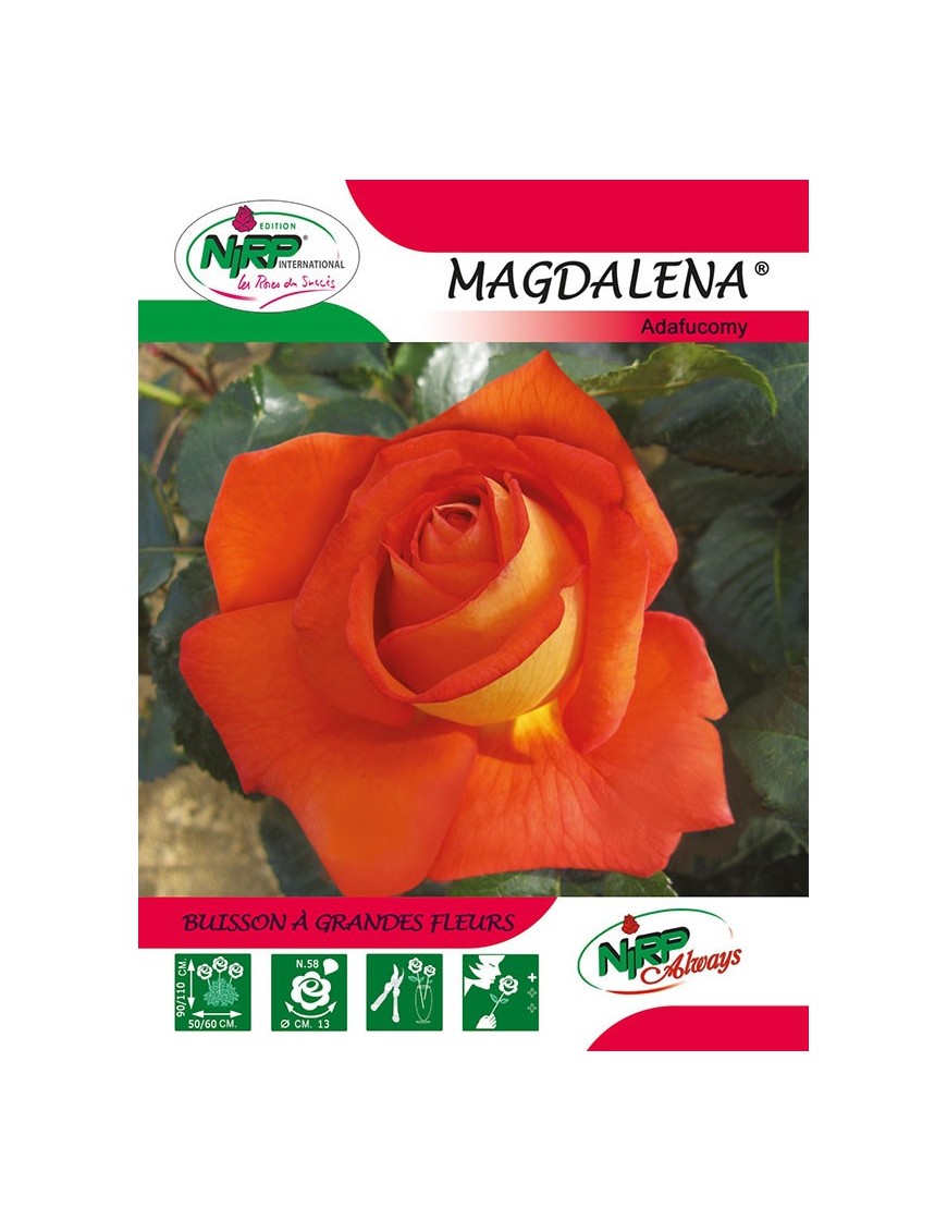 Rosier à grandes fleurs MAGDALENA ® *