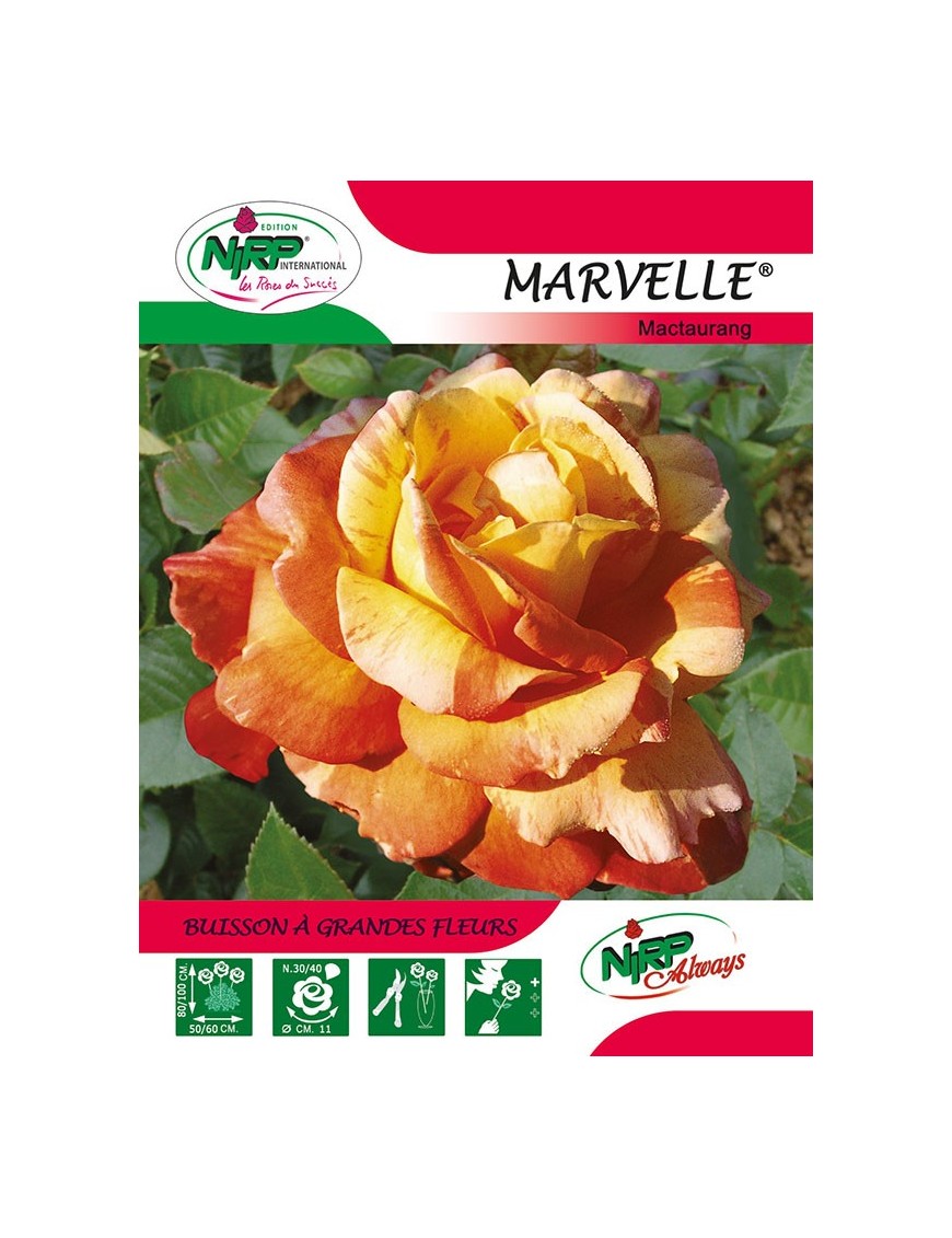 Rosier à grandes fleurs MARVELLE ® *