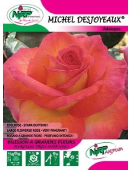 Rosier à grandes fleurs MICHEL DESJOYEAUX ®