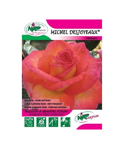 Rosier à grandes fleurs MICHEL DESJOYEAUX ®