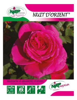 Rosier à grandes fleurs NUIT D'ORIENT ® *