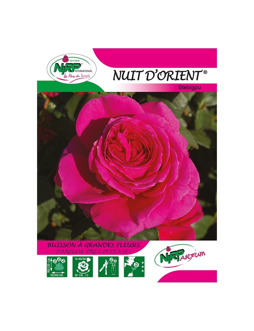 Rosier à grandes fleurs NUIT D'ORIENT ® *