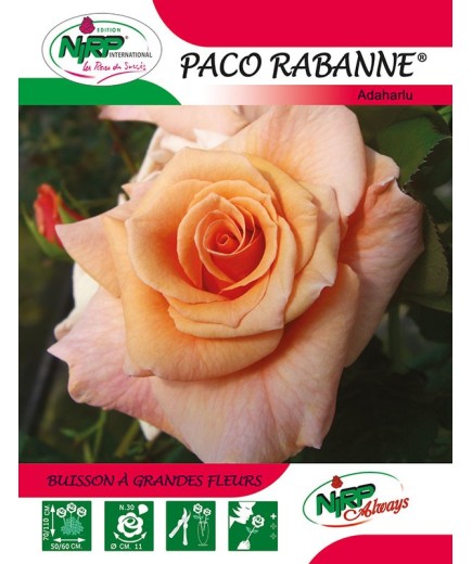 Rosier à grandes fleurs PACO RABANNE ® *