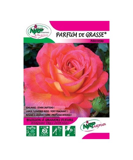 Rosier à grandes fleurs PARFUM DE GRASSE ®