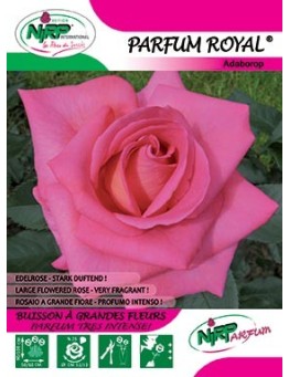 Rosier à grandes fleurs PARFUM ROYAL ®