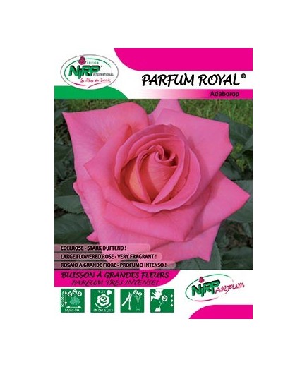 Rosier à grandes fleurs PARFUM ROYAL ®