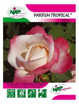 Rosier à grandes fleurs PARFUM TROPICAL ® *