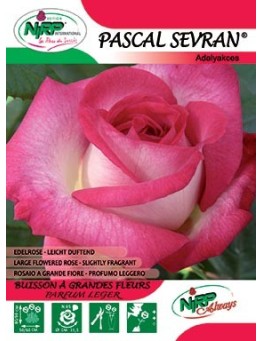 Rosier à grandes fleurs PASCAL SEVRAN ®