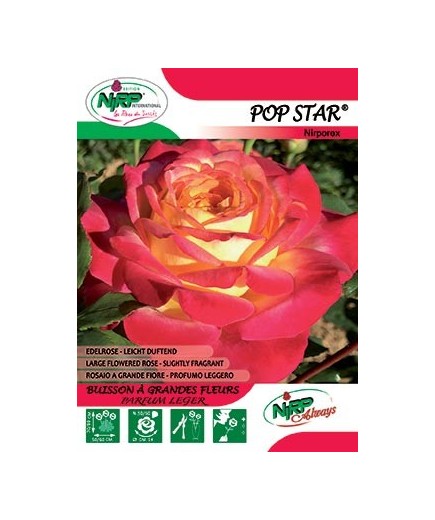 Rosier à grandes fleurs POP STAR ®