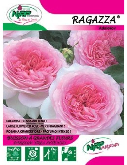 Rosier à grandes fleurs RAGAZZA ®