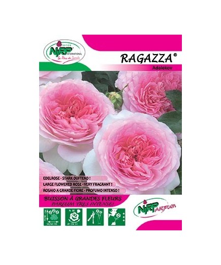 Rosier à grandes fleurs RAGAZZA ®