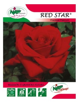 Rosier à grandes fleurs RED STAR ® *