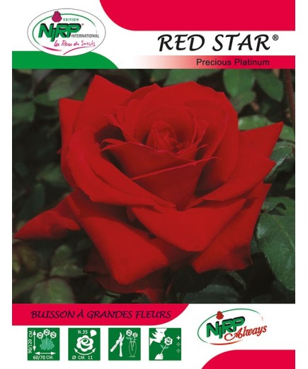 Rosier à grandes fleurs RED STAR ® *