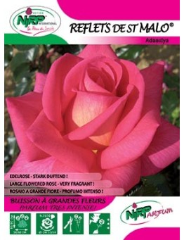 Rosier à grandes fleurs REFLETS DE ST MALO ® *