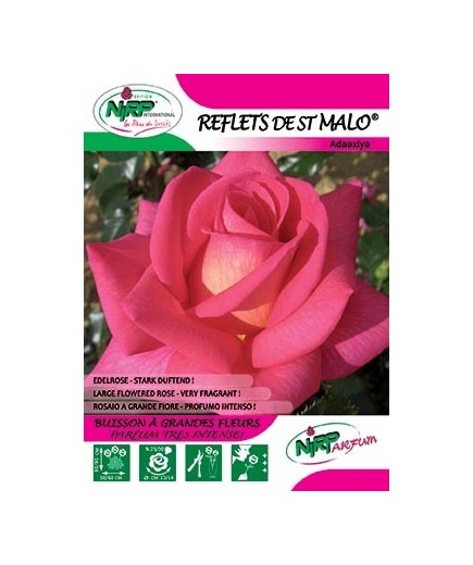 Rosier à grandes fleurs REFLETS DE ST MALO ® *