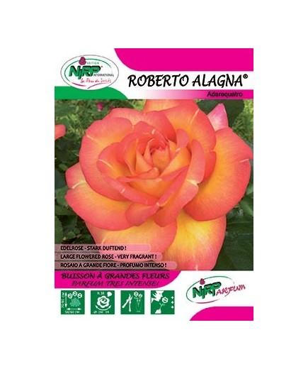 Rosier à grandes fleurs ROBERTO ALAGNA ®