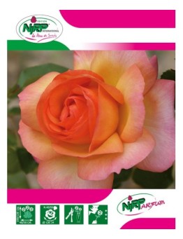 Rosier à grandes fleurs ROSA DEL CAMINO DE SANTIAGO ® *