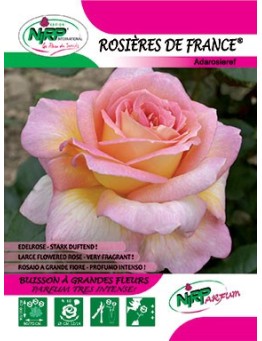 Rosier à grandes fleurs ROSIERES DE FRANCE ® *