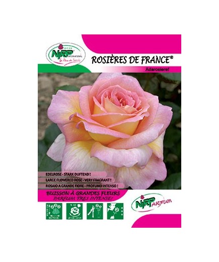 Rosier à grandes fleurs ROSIERES DE FRANCE ® *