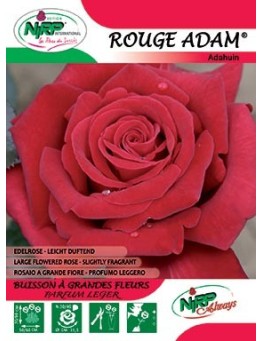 Rosier à grandes fleurs ROUGE ADAM ®