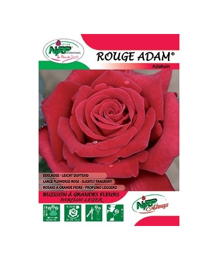 Rosier à grandes fleurs ROUGE ADAM ®