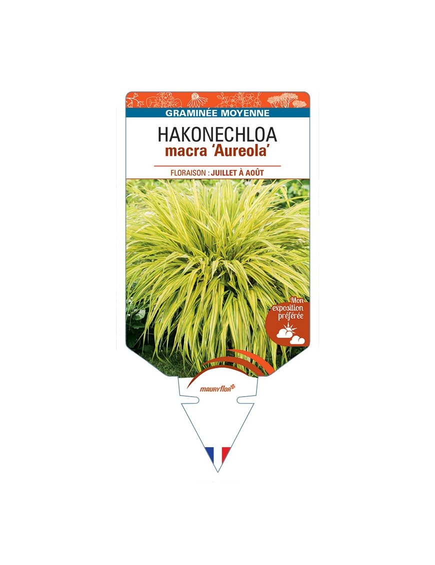 HAKONECHLOA macra Aureola