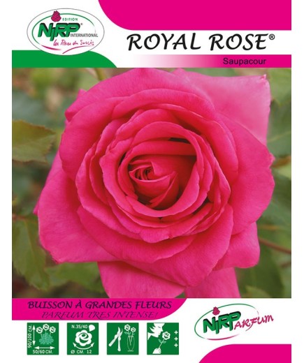 Rosier à grandes fleurs ROYAL ROSE ® *