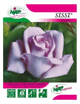 Rosier à grandes fleurs SISSI ® *
