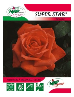 Rosier à grandes fleurs SUPER STAR ® *