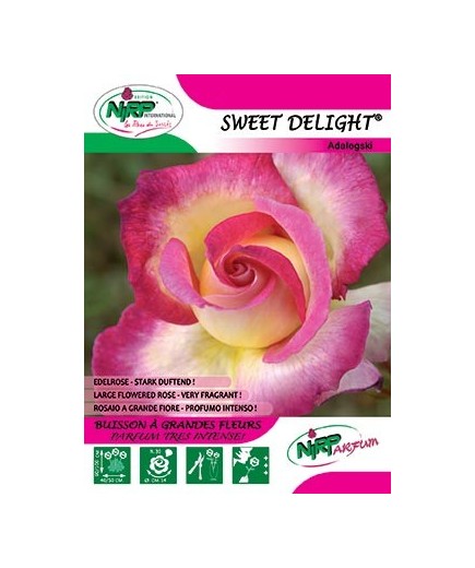 Rosier à grandes fleurs SWEET DELIGHT ®