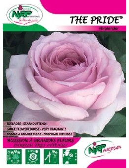 Rosier à grandes fleurs THE PRIDE ®