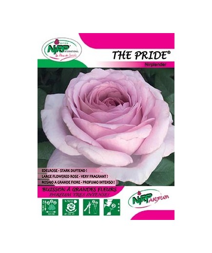 Rosier à grandes fleurs THE PRIDE ®